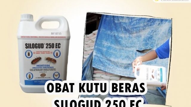 obat kutu beras